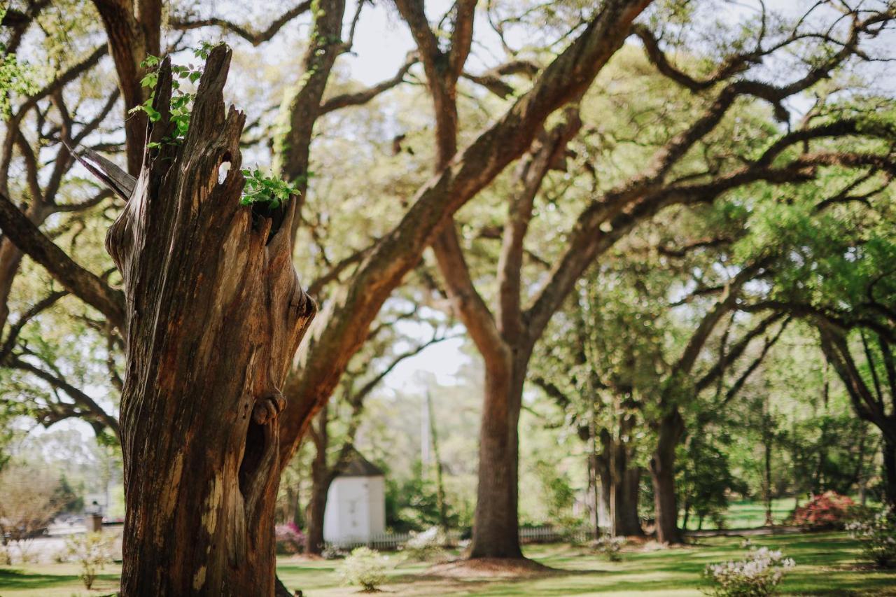 Bed and Breakfast The Myrtles Saint Francisville Exteriér fotografie